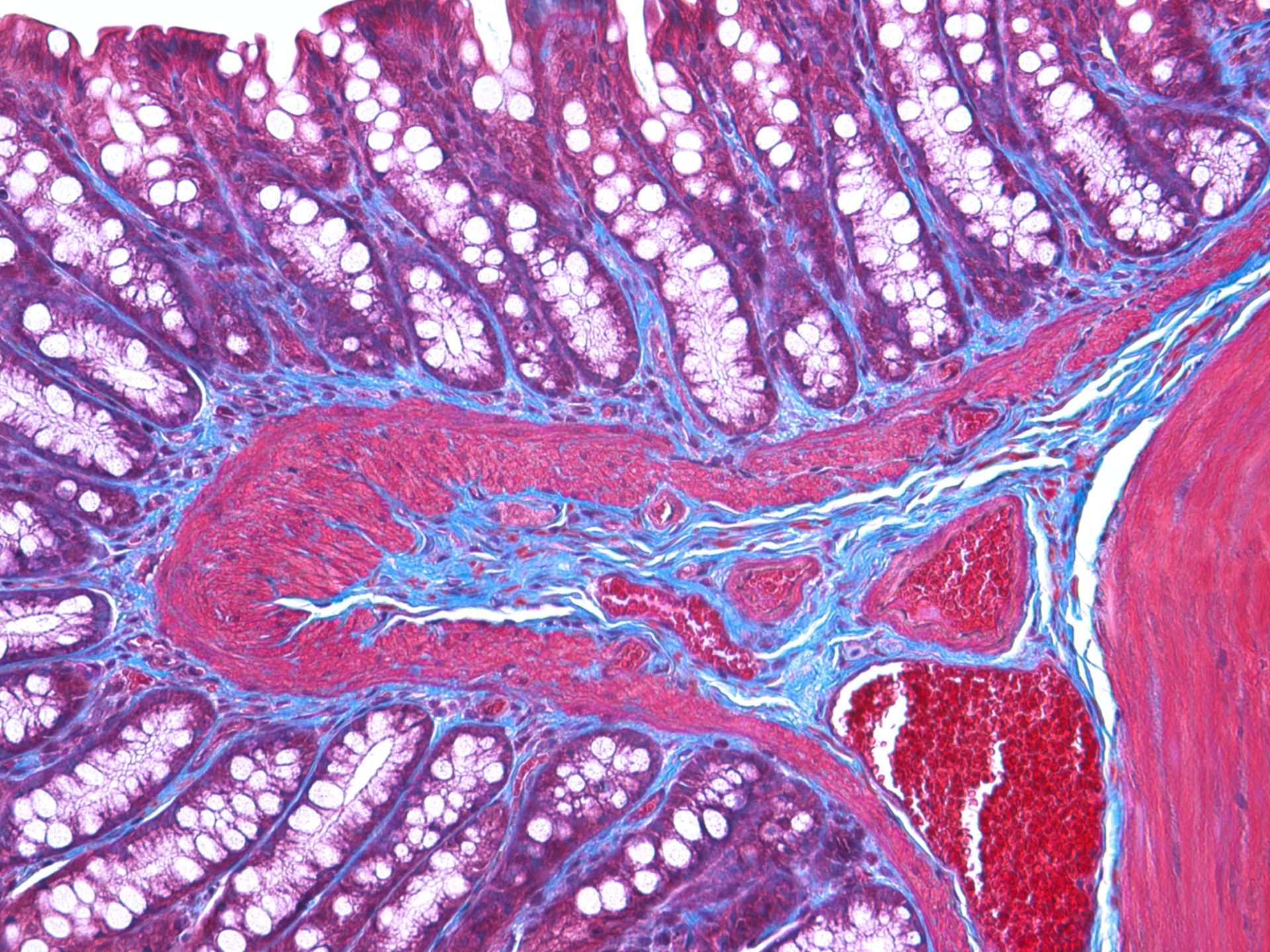 So You Want To Be A Pathologist… So You Want To Be A Pathologist…