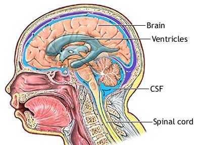 neurology