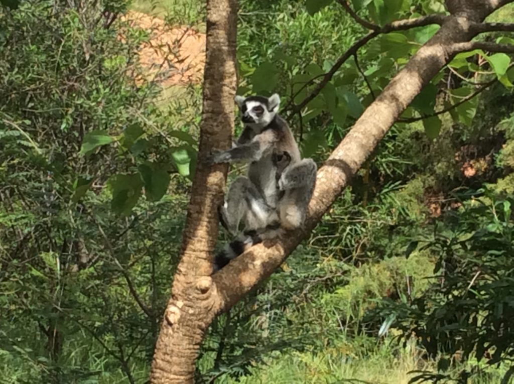 Koala in Madagascar