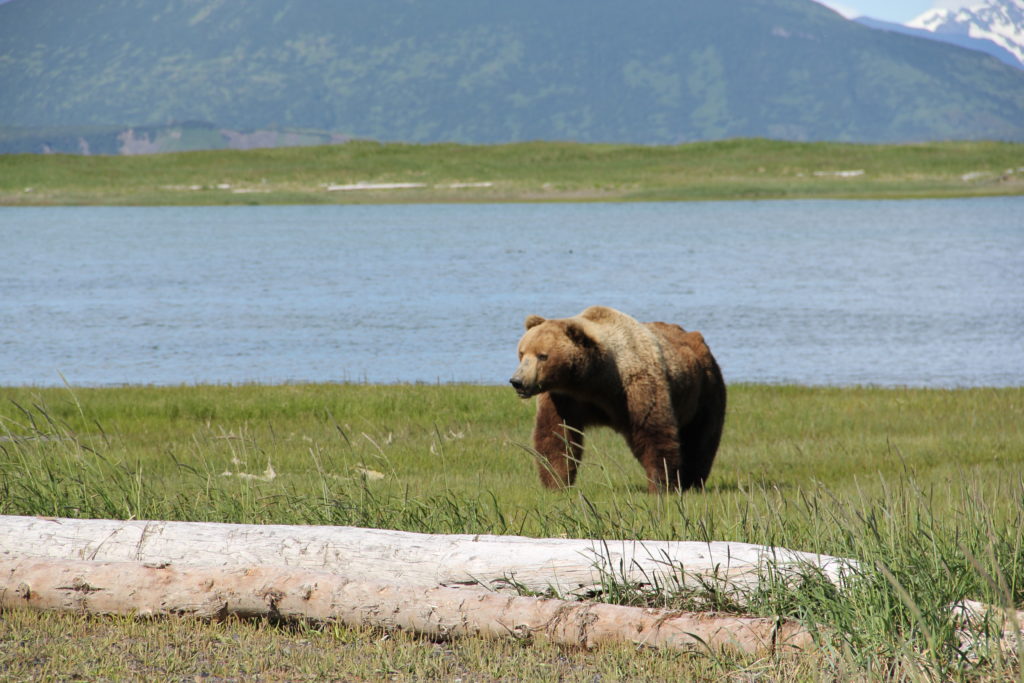 Bear in Madagascar