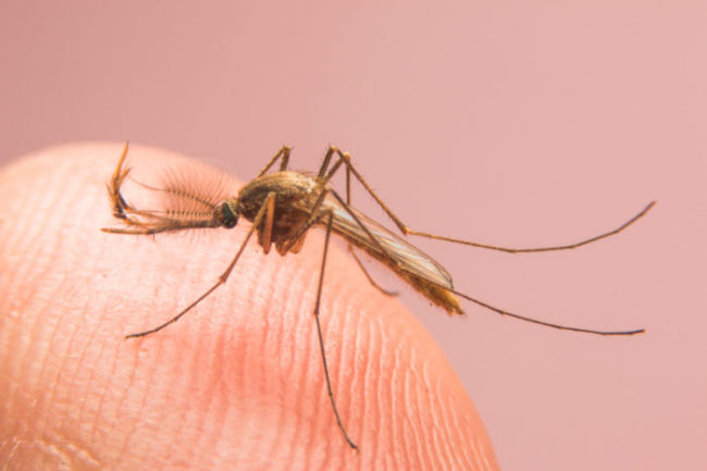 Recognize and Diagnose Zika with These 4 Sample Questions Recognize and Diagnose Zika with These 4 Sample Questions